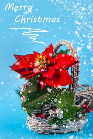 Christmas star in a beautiful basket on a blue background. Christmas decor.の写真素材