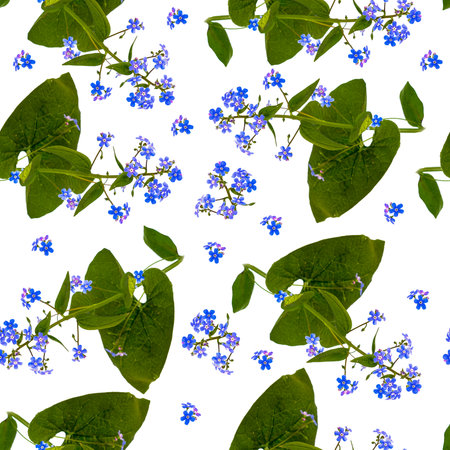 Seamless pattern with forget-me-nots on a white background. Floral pattern.