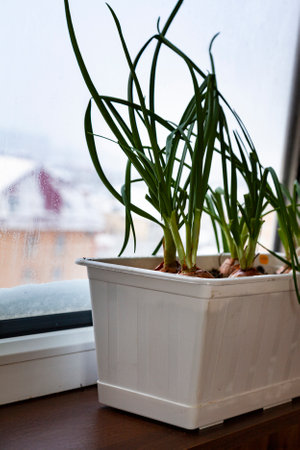 Green onions in a container on the window. Winter. Growing herbs on a windowsill.の写真素材