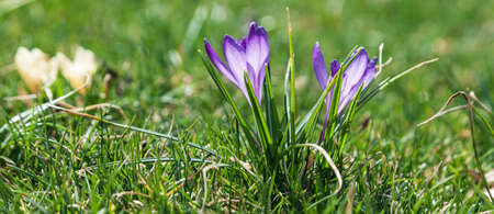 Blooming crocuses on a sunny day. Spring flowers in the grass.