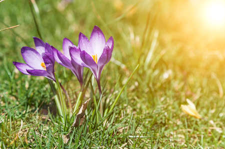 Blooming crocuses on a sunny day. Spring flowers in the grass.の写真素材
