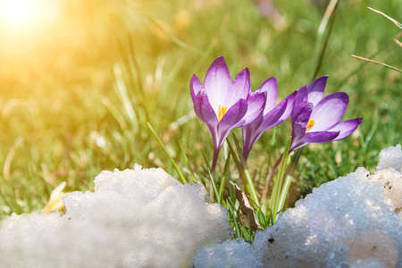 Blooming crocuses on a sunny day. Spring flowers in the snow.の写真素材