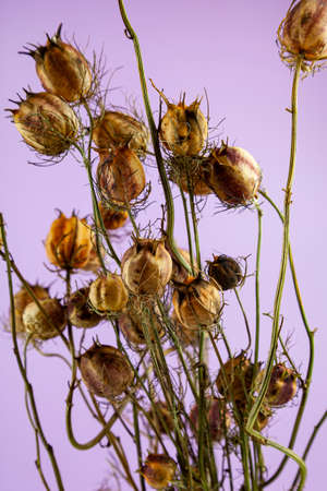 dried flowers. Bouquet for the interior. Nigella. Lilac background.