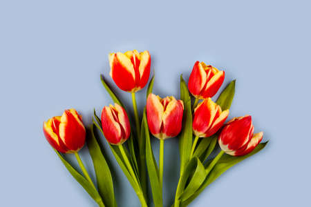 Composition with tulips on blue background. Flat lay, copy space.