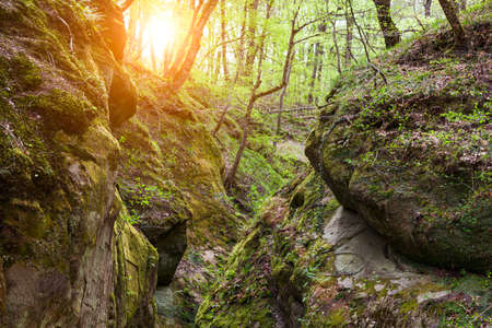 beautiful scenery. mountain forest in spring. Trees and rocks. Sunny day.の写真素材