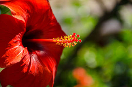 Red hibiscus flower on a background of green leaves. Close-upの写真素材