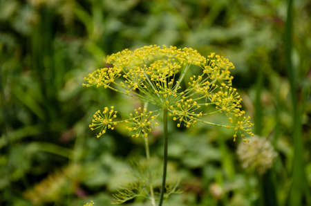 Yellow dill flowers in the garden. Close-up. Blurred background