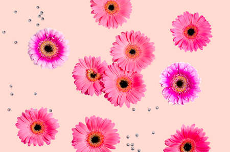 A group of several bright pink gerbera flowers on a solid background. Close-up. Idea for packaging backgroundの写真素材