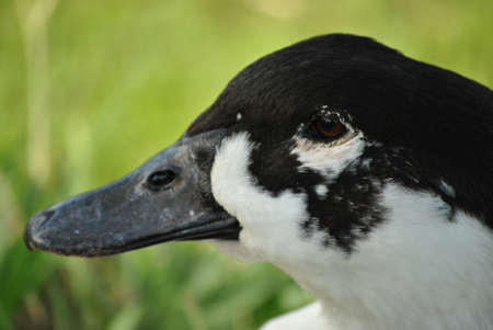 Sad old duckの写真素材