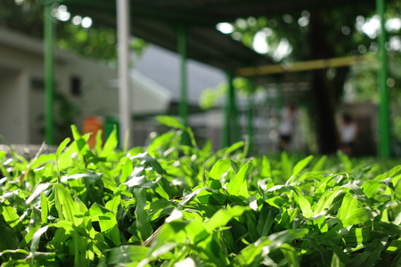 Morning sunshine on grass with playground backgroundの写真素材