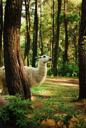 Llama peeking in the woodsの写真素材