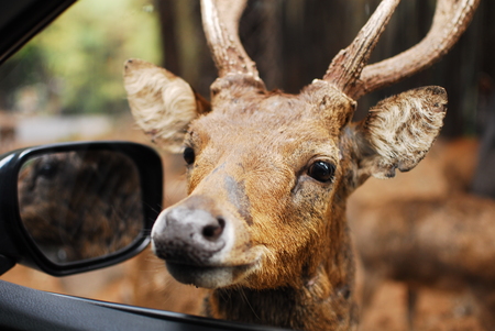 Deer peeking through a car windowの写真素材