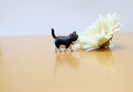 Small cat model and flower.の写真素材