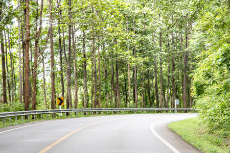 Road pass through the forest.