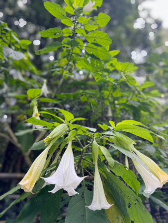 Brugmansia flowers in the garden.の写真素材