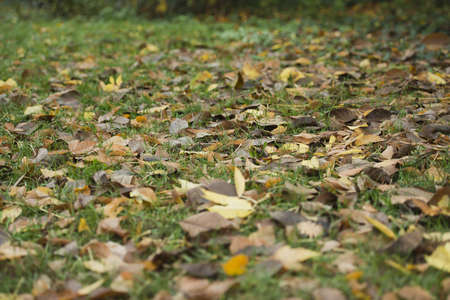 beautiful autumn carpetの写真素材