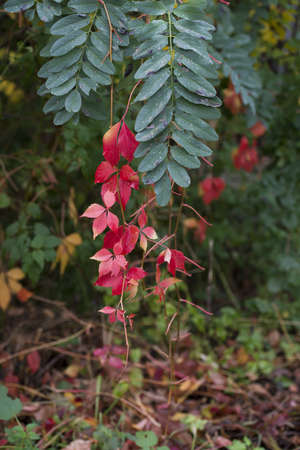 green and red leafs