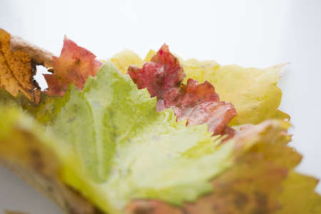 autumn leafsの写真素材