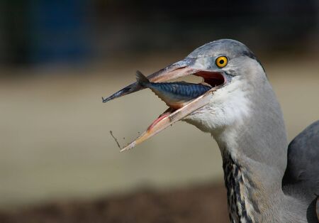 A great blue heron with a fishの写真素材