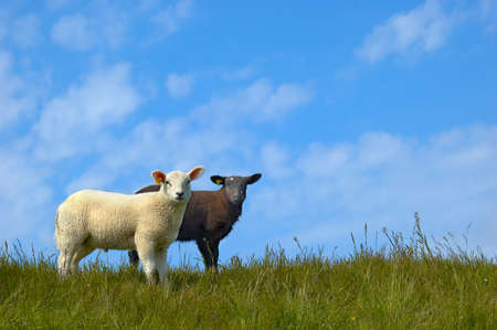 Black and white sheepの写真素材