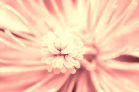 Soft pink colored inside of a flowerの写真素材
