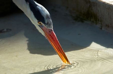 A thirsty heronの写真素材