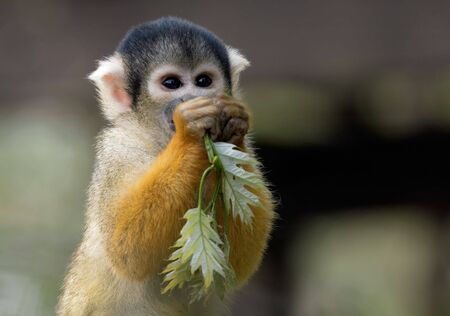 squirrel monkey with some leaves