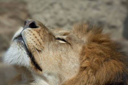 Lion looking upの写真素材