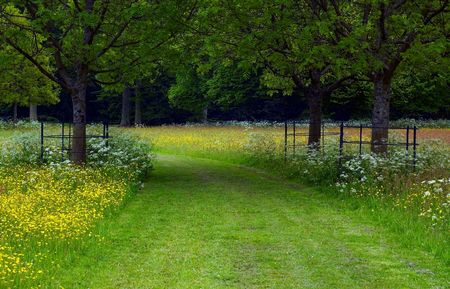 A path between flowers and treesの写真素材