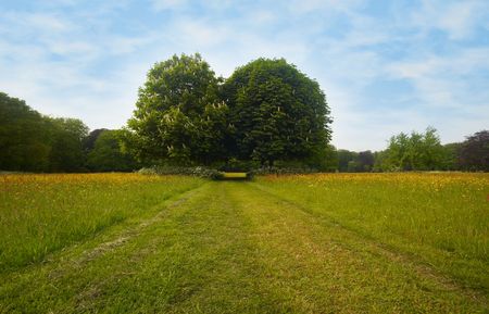 A paththrough a field full of flowers in springの写真素材
