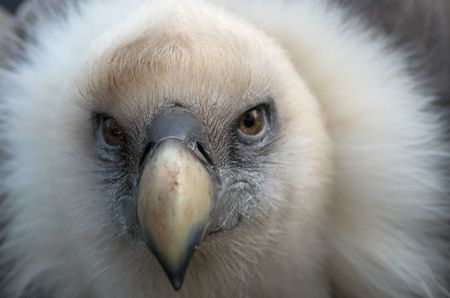 Closup of a vultureの写真素材