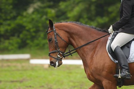 A beautiful horse during a competitionの写真素材