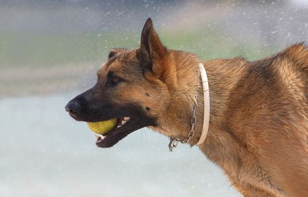A german shepherd playingの写真素材