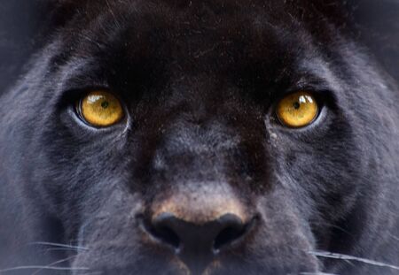 Eyes of a panther staring direct at the cameraの写真素材