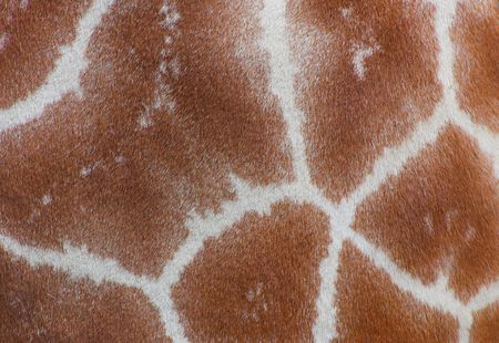 A photo of a real giraffe skinの写真素材