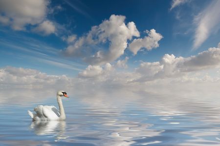 Swan in calm waterの写真素材