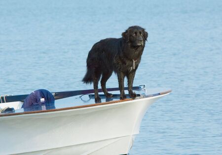 A dog on the front of a boatの写真素材