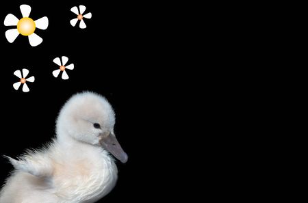  swan with flowers and room to writeの写真素材
