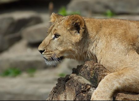 Cute lion cup
