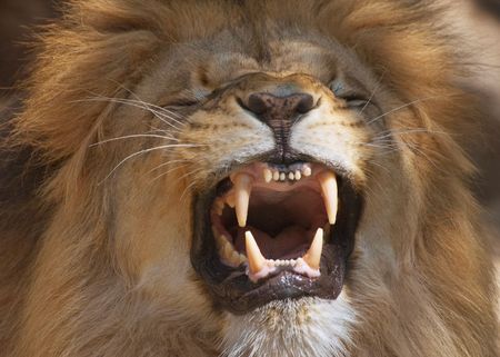 Male lion showing its teeth