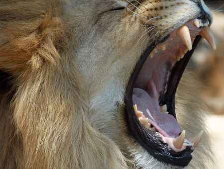male lion showing its teethの写真素材