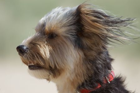 closeup of a cute puppyの写真素材