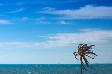 lonely palmtree against the oceanの写真素材