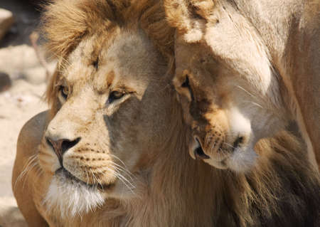 lions in loveの写真素材