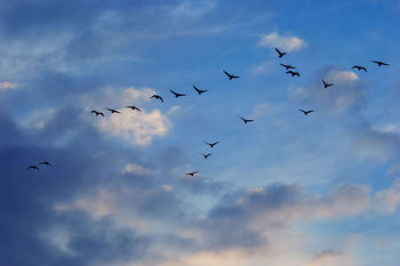 flying geese and clouds backgroundの写真素材