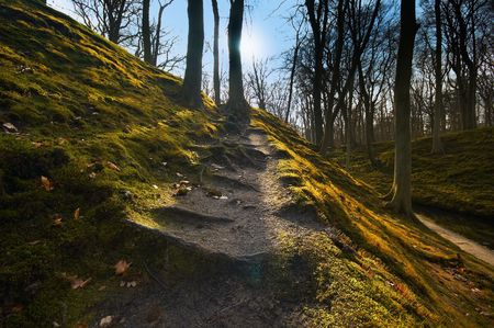 autumn background with beautiful lightの写真素材