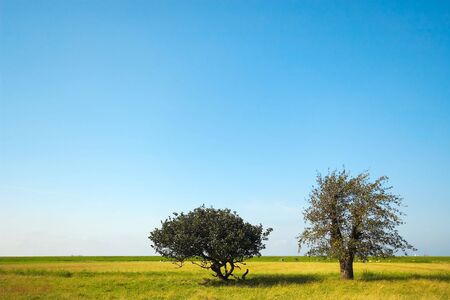 trees in the fieldの写真素材