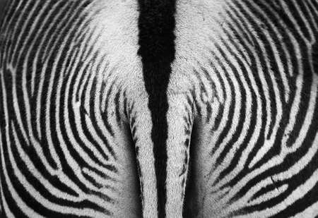 abstract photo of a zebraの写真素材