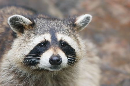 cute raccoon