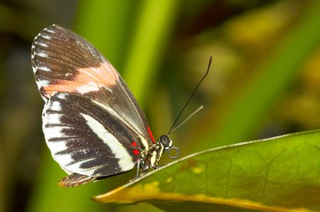 A beautiful butterfly